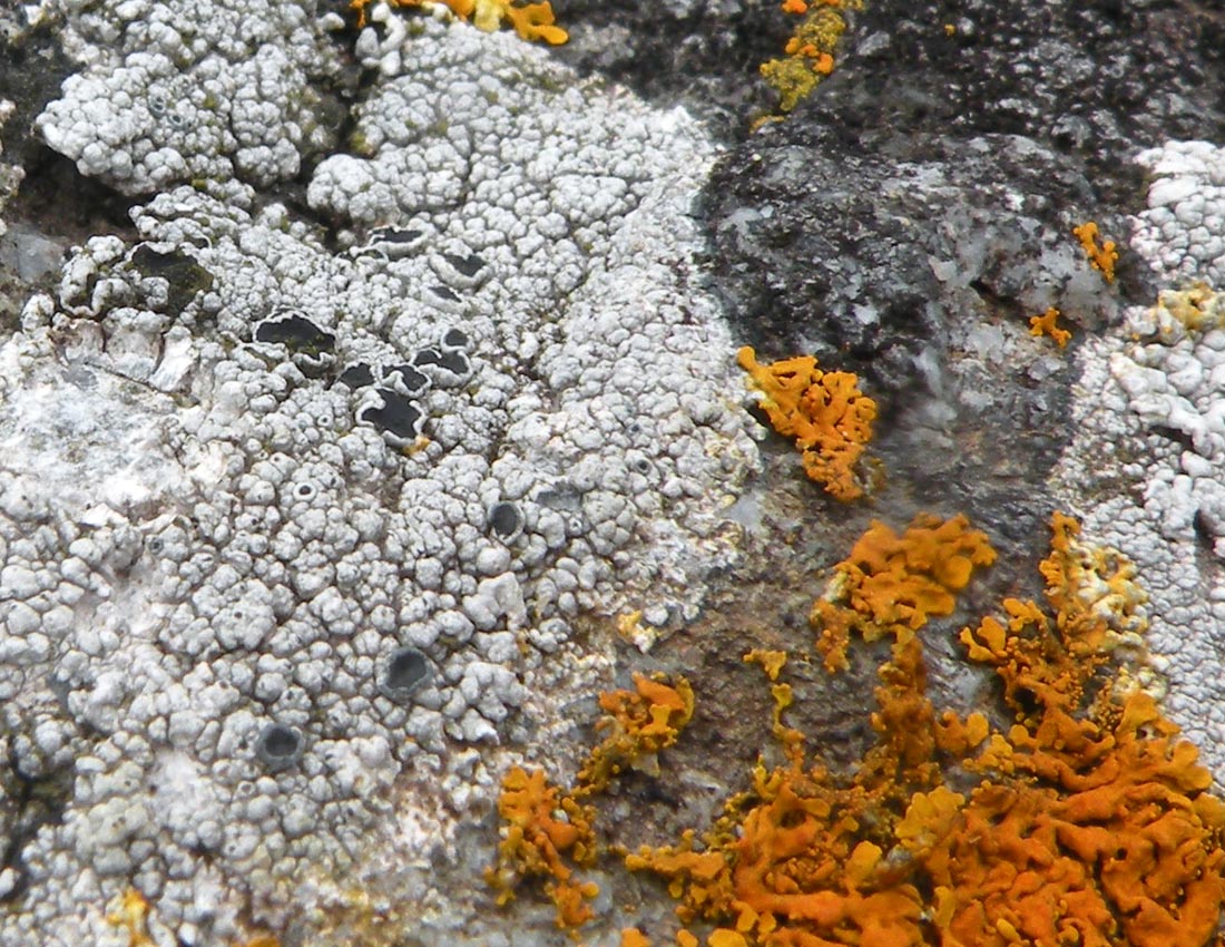 Sugli scogli del Galles